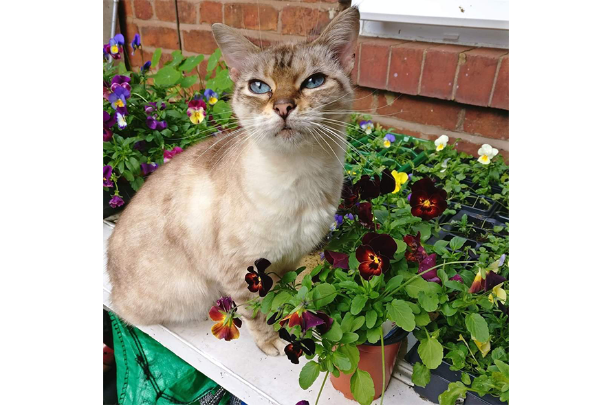 Mimi sitting in a flower bed