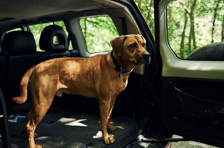 Mongrel standing in the boot of a car