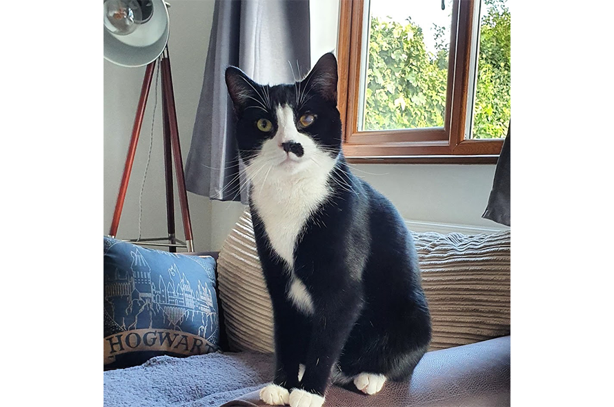 Morty sitting on the arm of a sofa