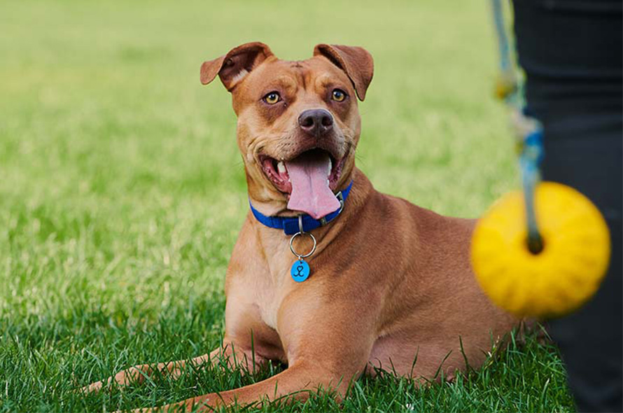 Nala the dog sits smiling in the grass