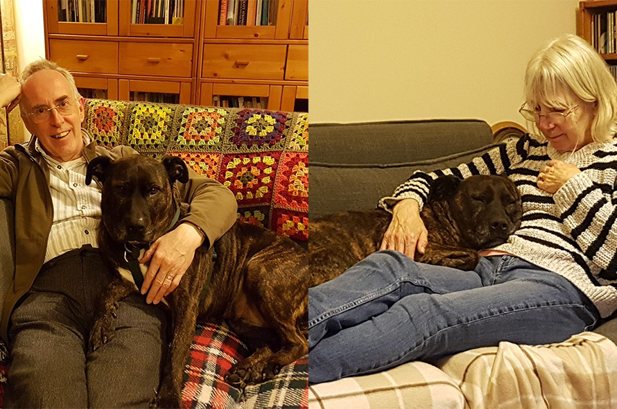 Staffie dog snuggled up on the sofa with his owners