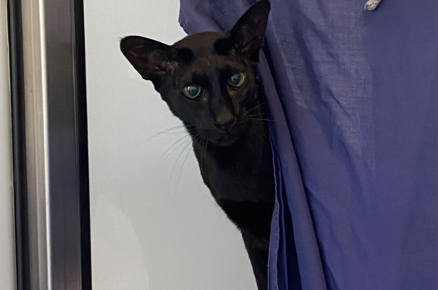 Noggin, the black cat, hiding behind a curtain in the cattery