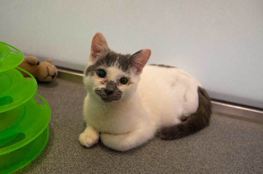 White and grey cat with scars on their face, curled up in the cattery