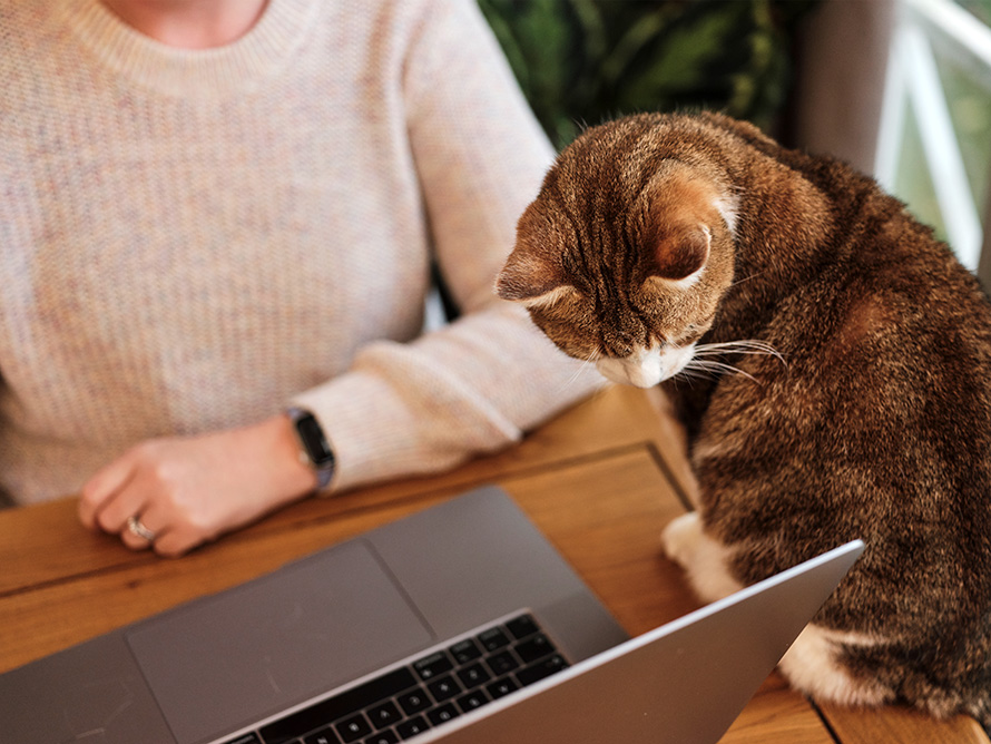 Cat looking at a laptop