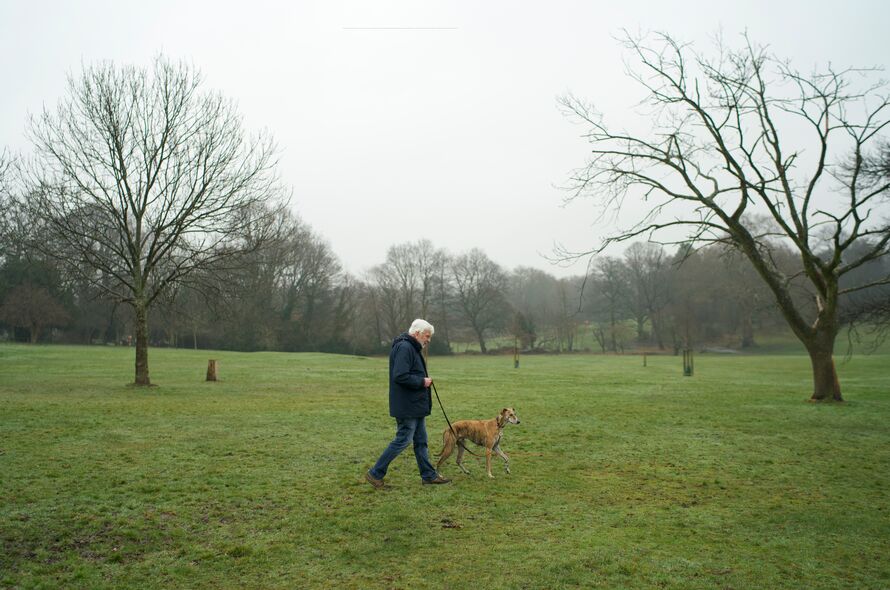 Greyhound being walking by a man in a field