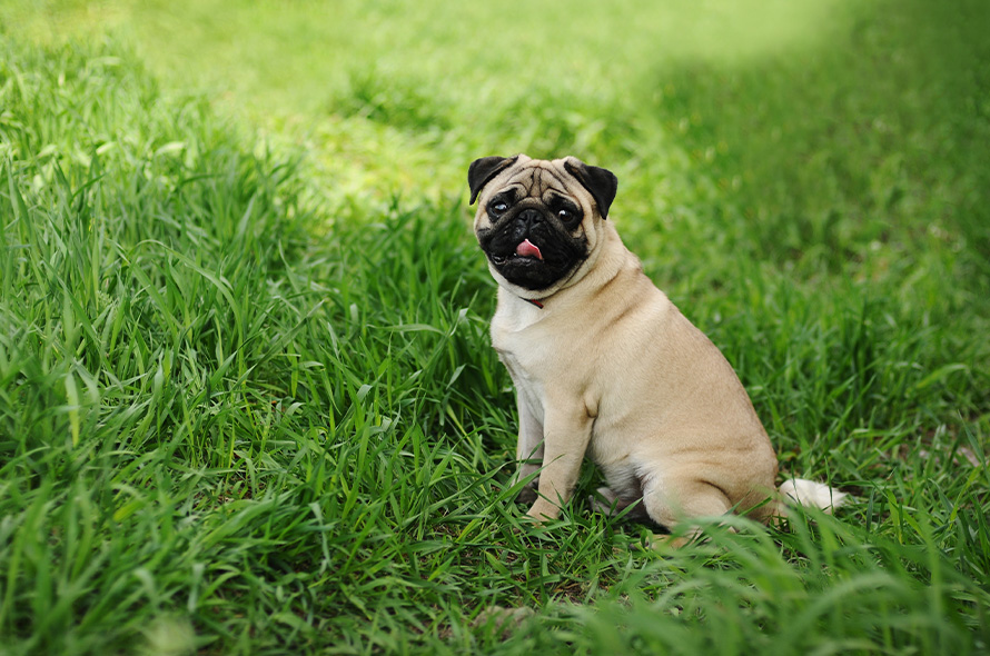 Pug sitting in a field