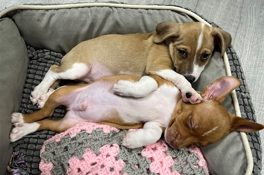 Puppies laying down in their bed