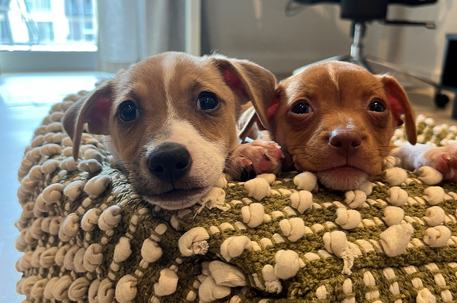 Puppies laying down peeping their heads over the sofa