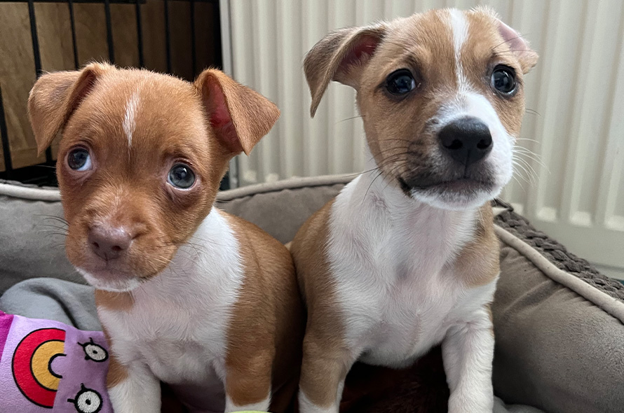 Puppies sat and looking at the camera