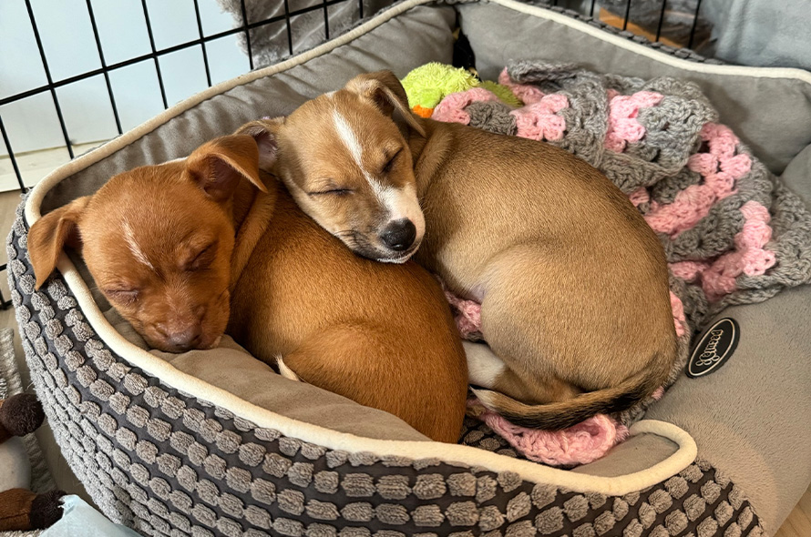 Puppies sleeping in their bed curled up together