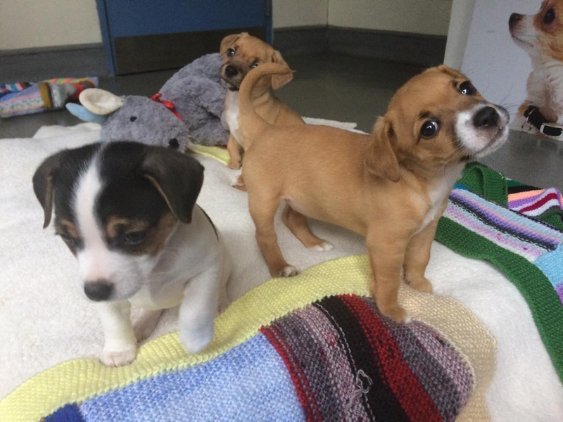 Battersea puppies