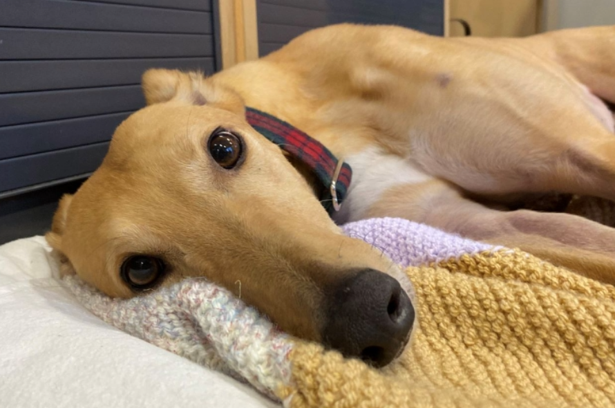 Greyhound laying down on a blanket looking at the camera