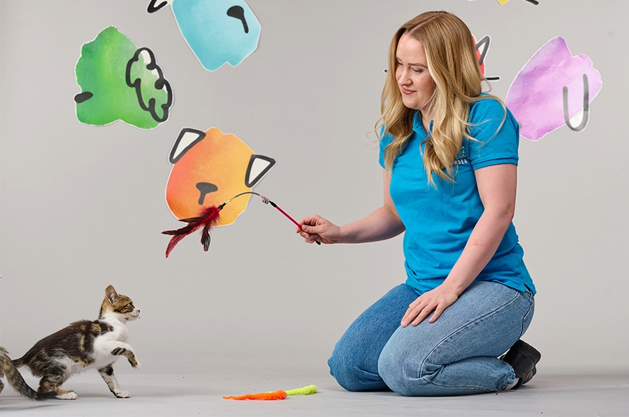 Battersea staff member playing with a kitten using a cat wand