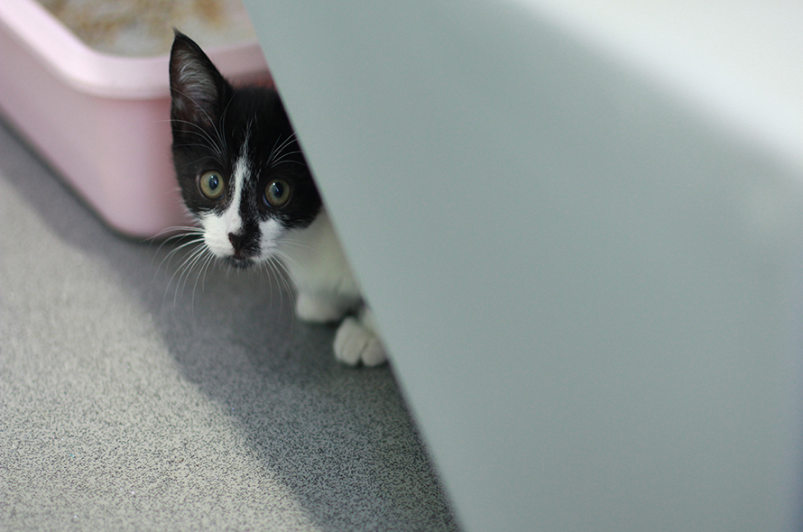 Black and white cat peaking from behind the stairs