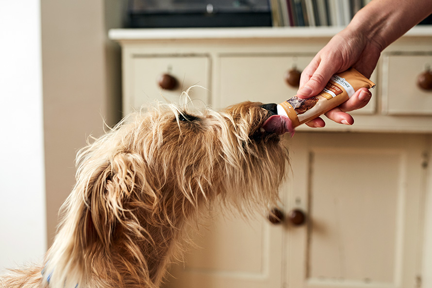 Scruffy dog taking treats out of a squeezy tube