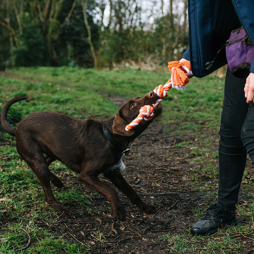 Chocolate Labrador playing with a tug toy  