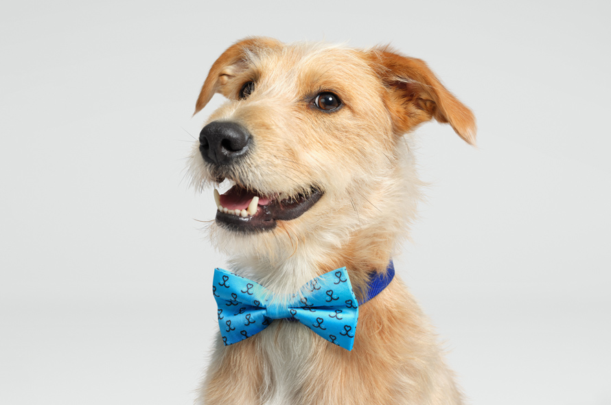 Scruffy lurcher smiling at the camera with blue bowtie