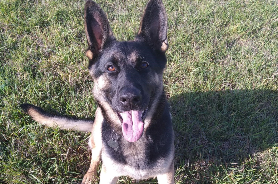 Sheba the german shepherd sitting on the grass