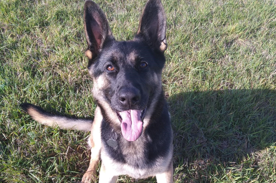 German Shepherd smiling at the camera in a field