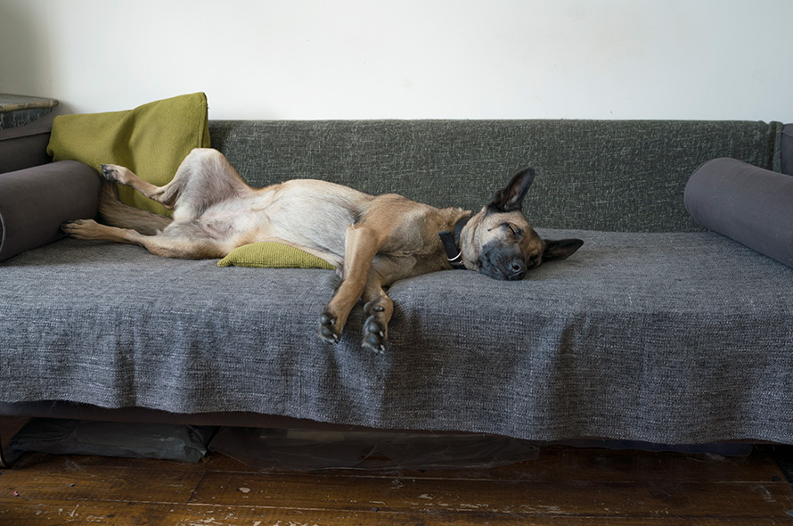 Shepherd dog laying on back with legs up on the sofa