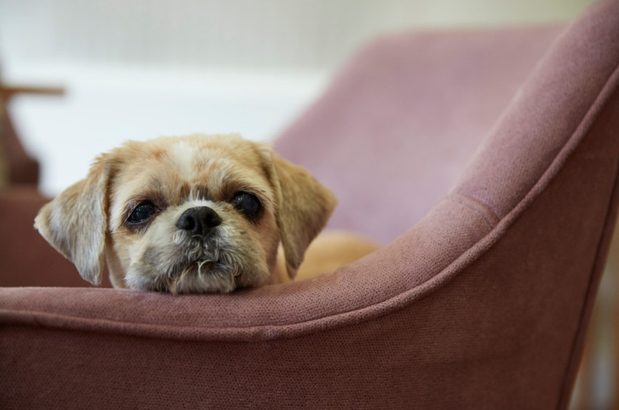 Shih Tzu resting their head on arm chair