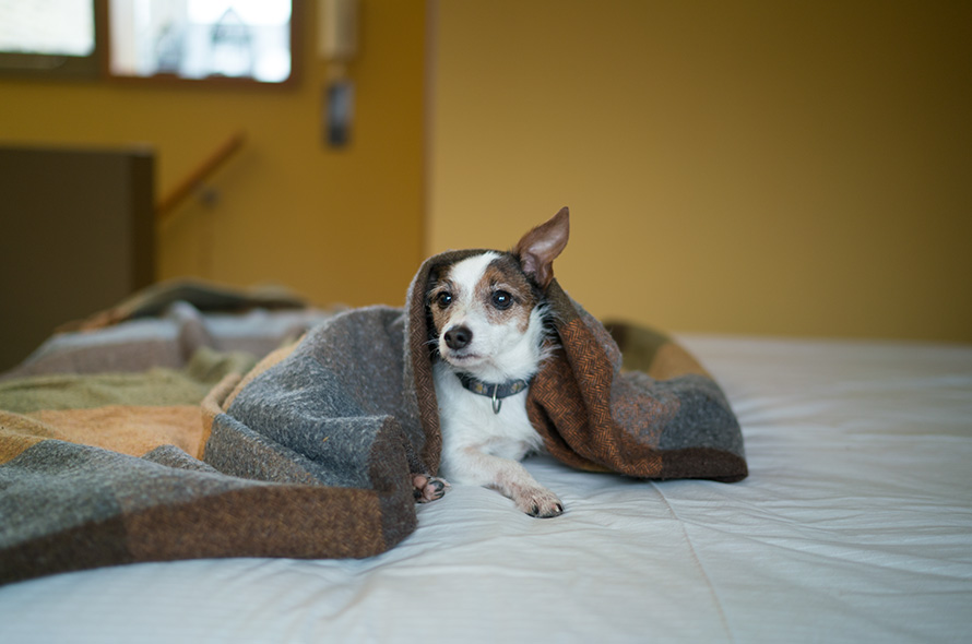 Small dog hiding under a blanket