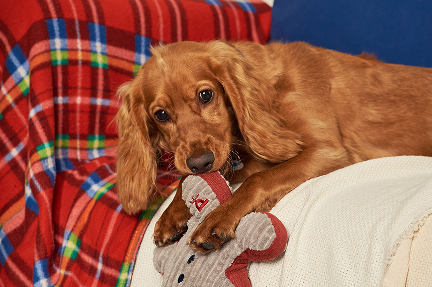 Spaniel chewing a Christmas toy