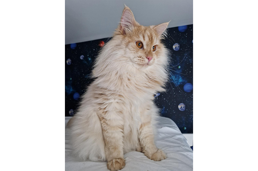 Fluffy cat sitting on the edge of a bed