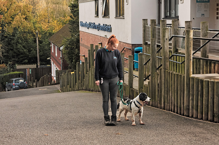 Spaniel standing outside Battersea Brands Hatch with a staff member