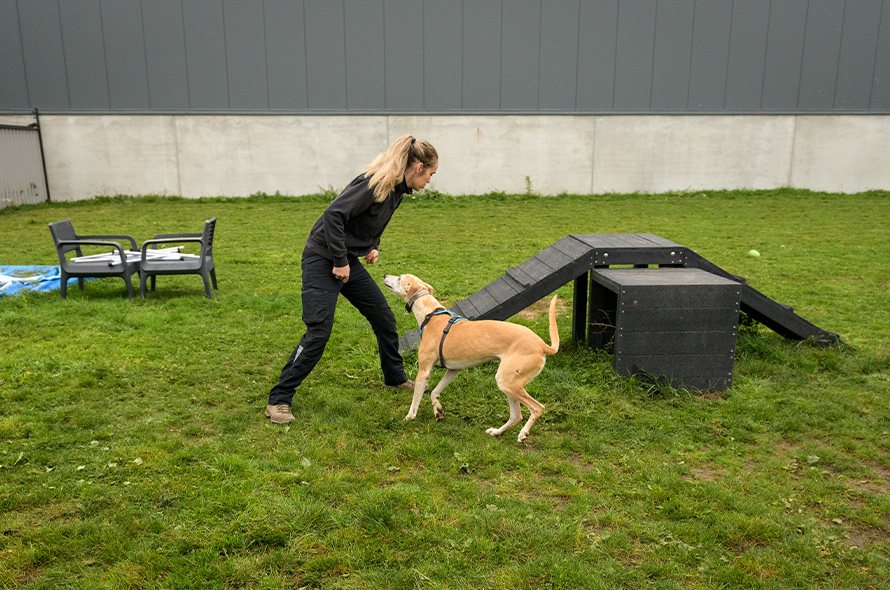 ROZE staff playing with a lurcher in the paddock