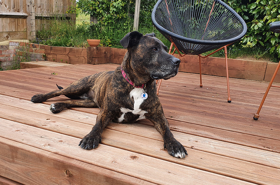 Staffie dog laying outside on the decking