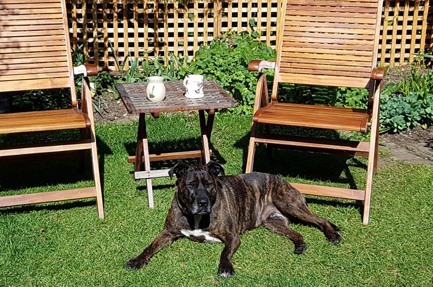 Staffie dog sunbathing in the garden