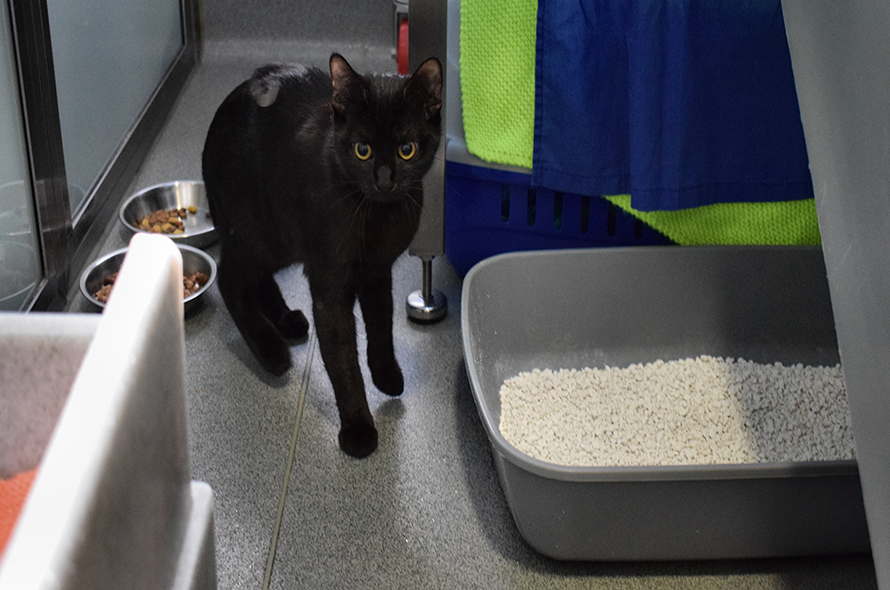 Black cat in their pen with a startled look