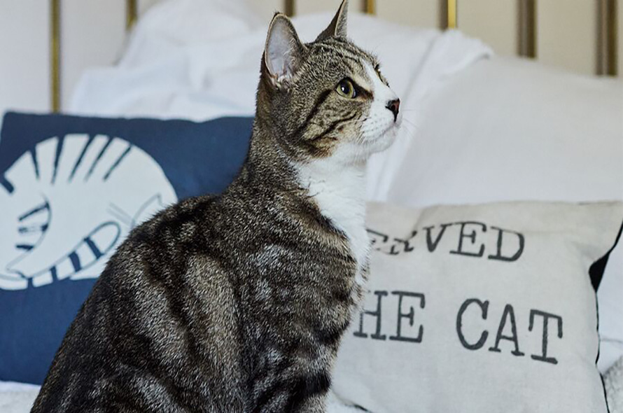 Grey tabby cat sitting and looking to the right