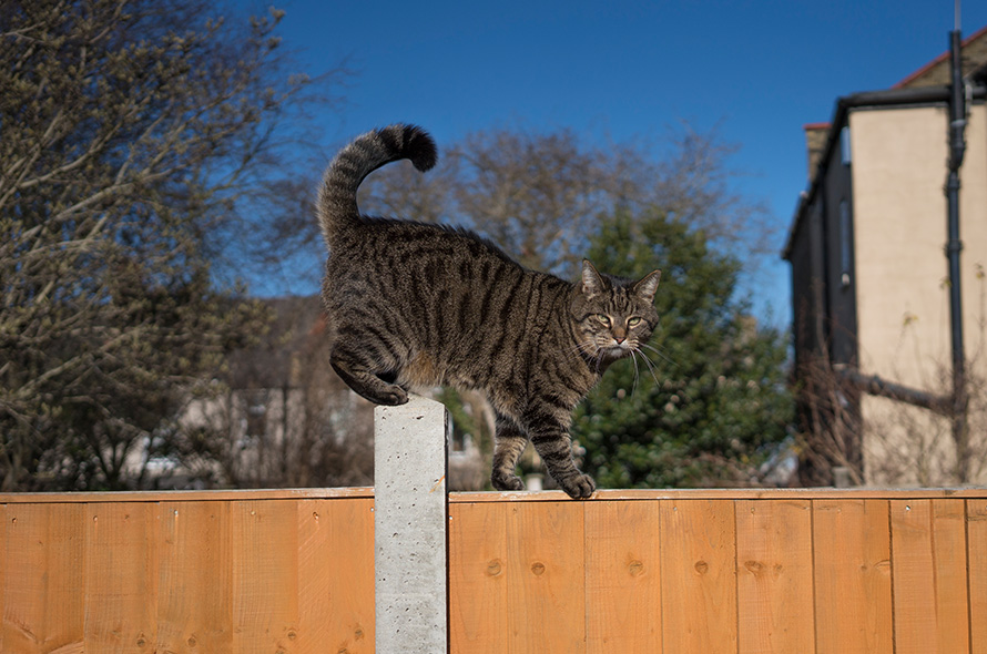 Tabby cat stops to look at camera whilst walking along garden fence