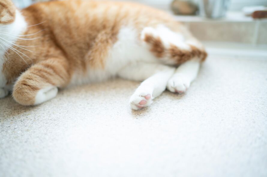 Close up of a cats paws 