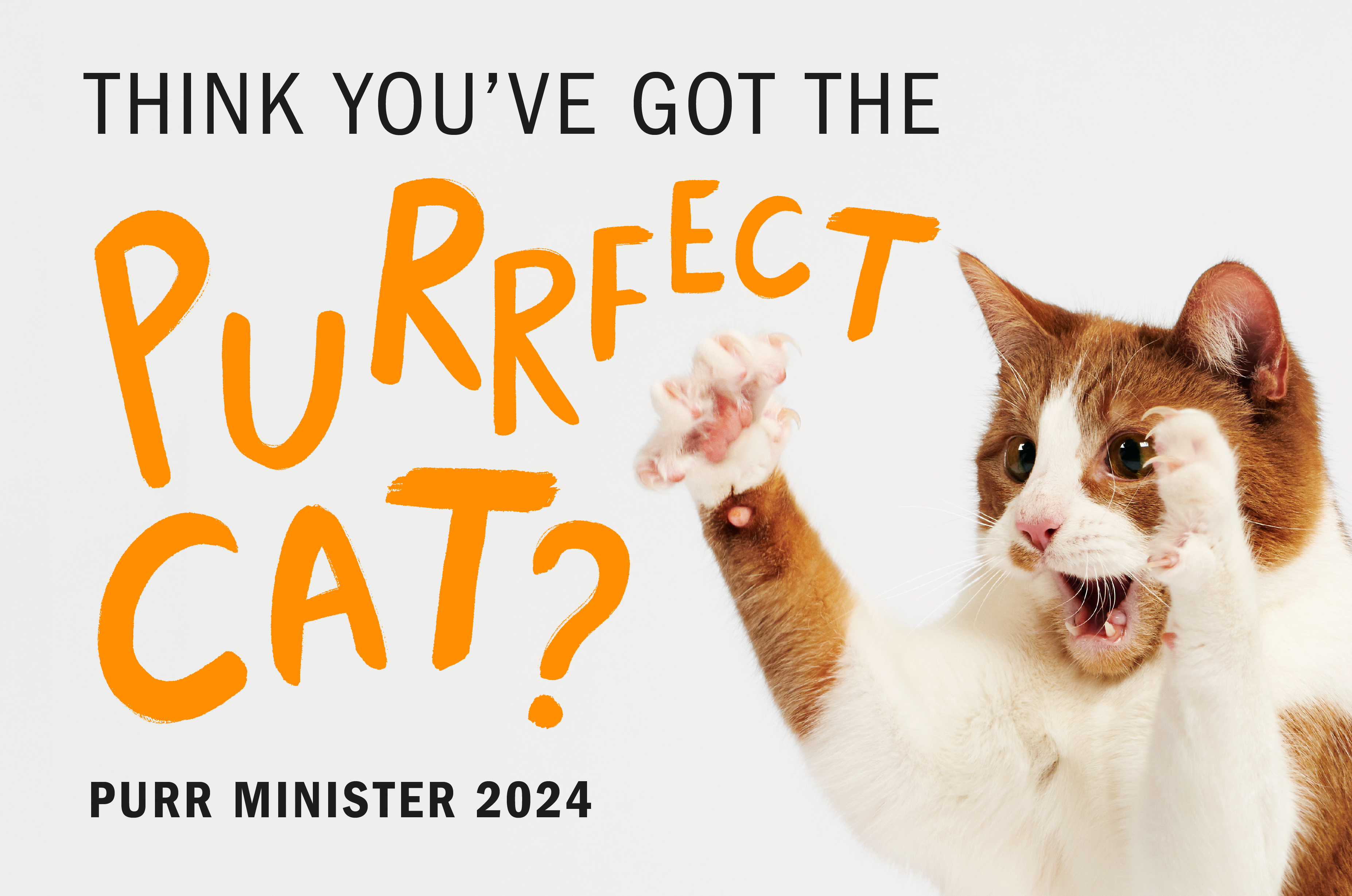 Image saying "think you've got the purfect cat?"