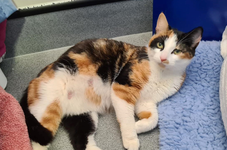 Tricolour cat laying down on their bed