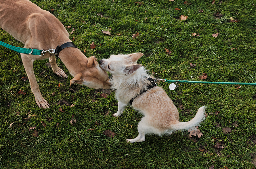 Two dogs meeting in the park