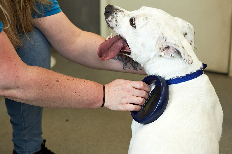 White dog getting their microchip checked