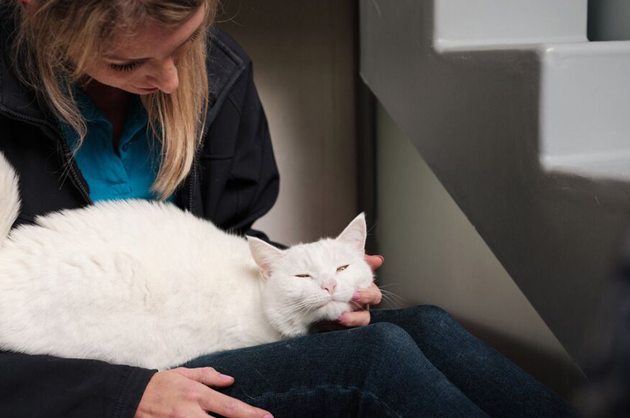 White cat falling asleep on someone's lap