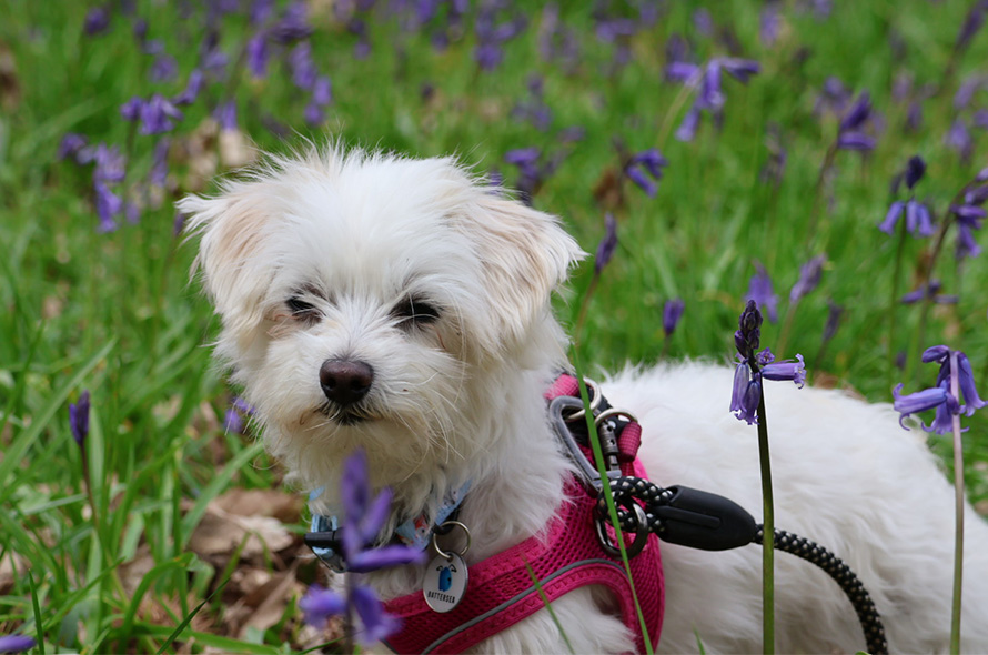 White fluffy dog in a field of flowers