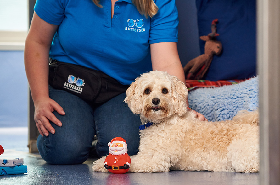 White fluffy dog with Santa toy