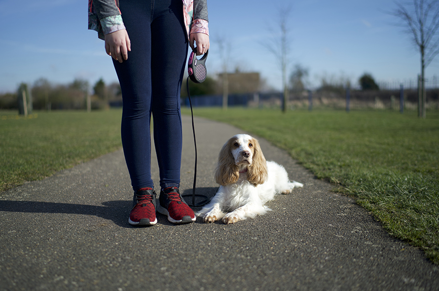 Spaniel dog laying on the concrete path in the park