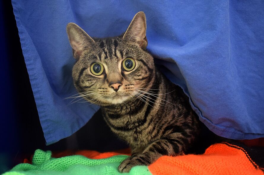 Grey tabby cat peaking out behind a blanket