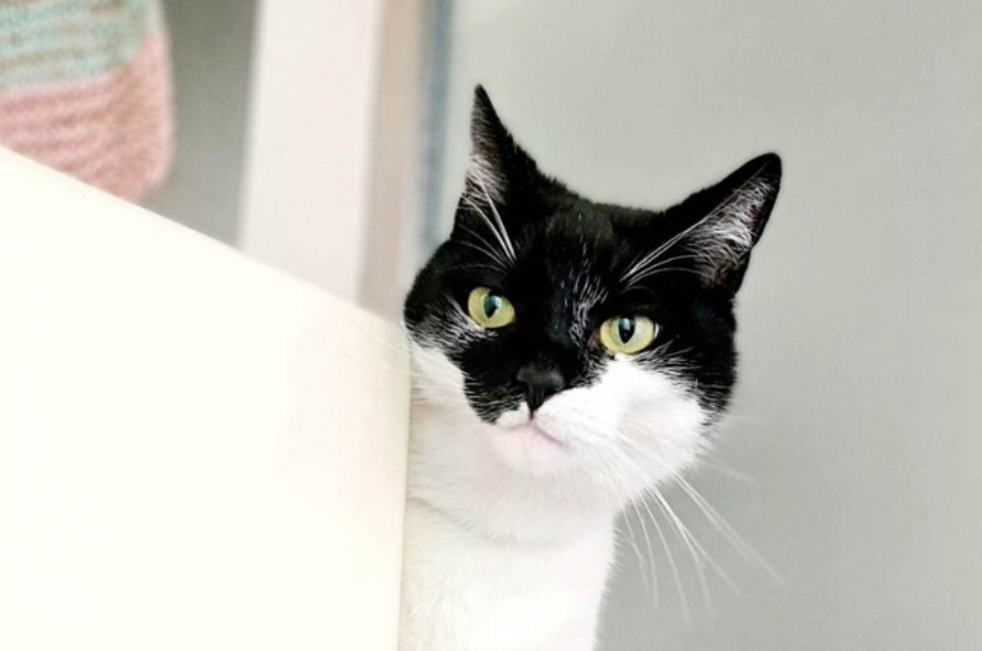 Black and white cat looking round a corner