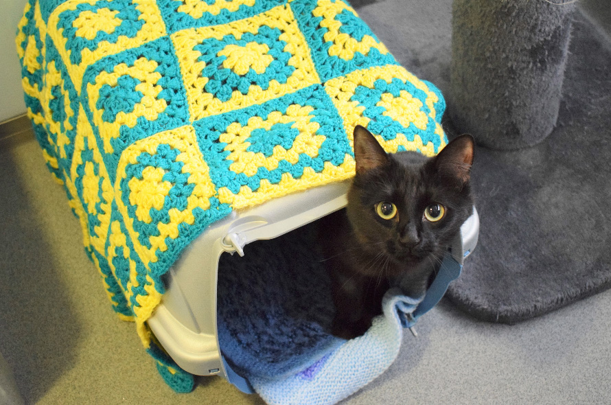 black cat in carrier with blankets