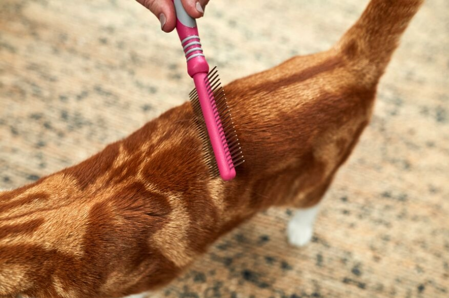 Ginger cat getting groomed with a comb