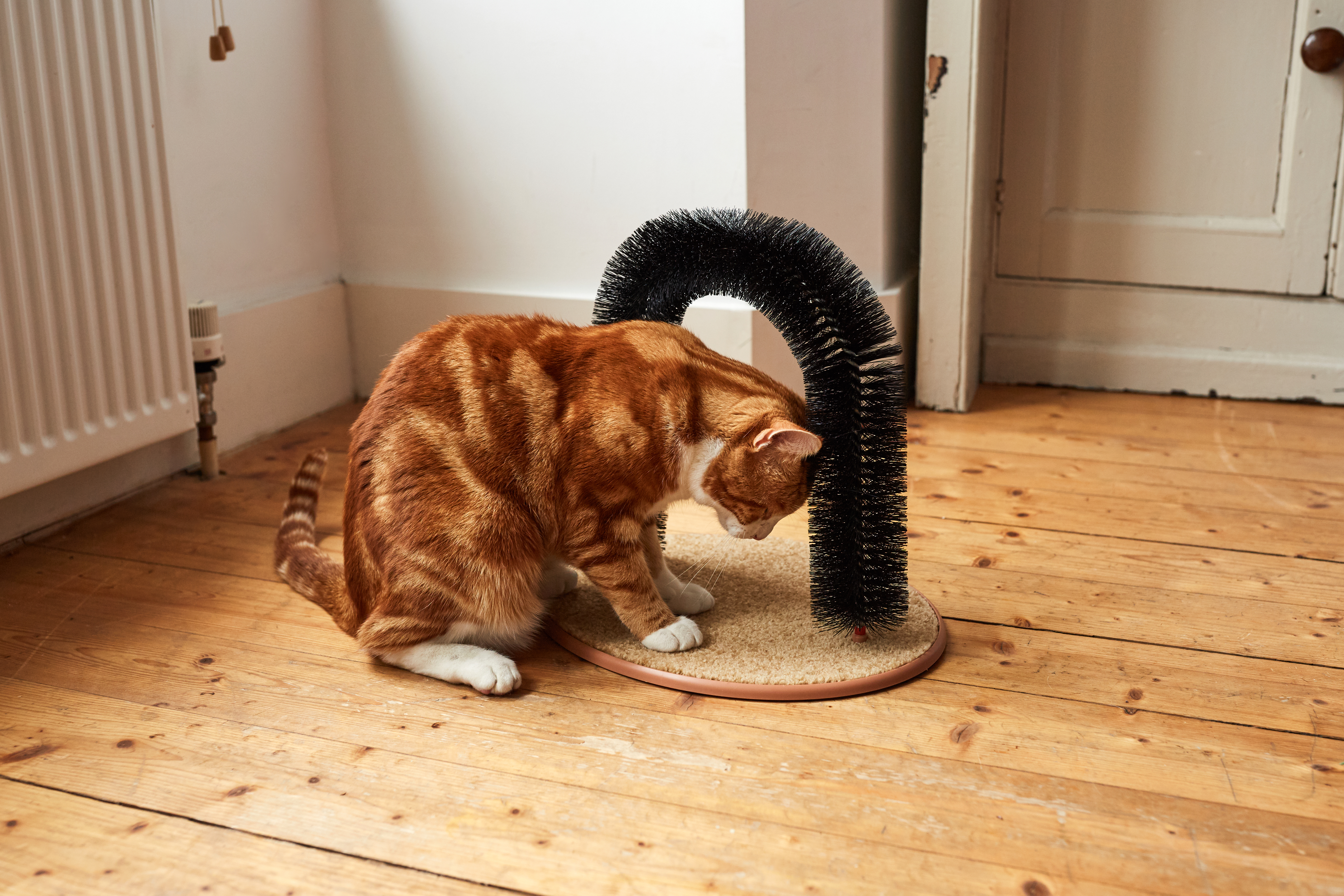 Ginger cat rubbing their head on a scratch post