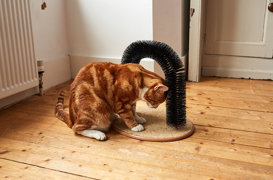 ginger cat grooming itself on floor comb